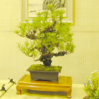 �V���K�[�f�R���[�V����