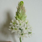 ホームメイド協会セミナー