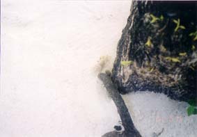 �N���u���b�h�����f�B�u